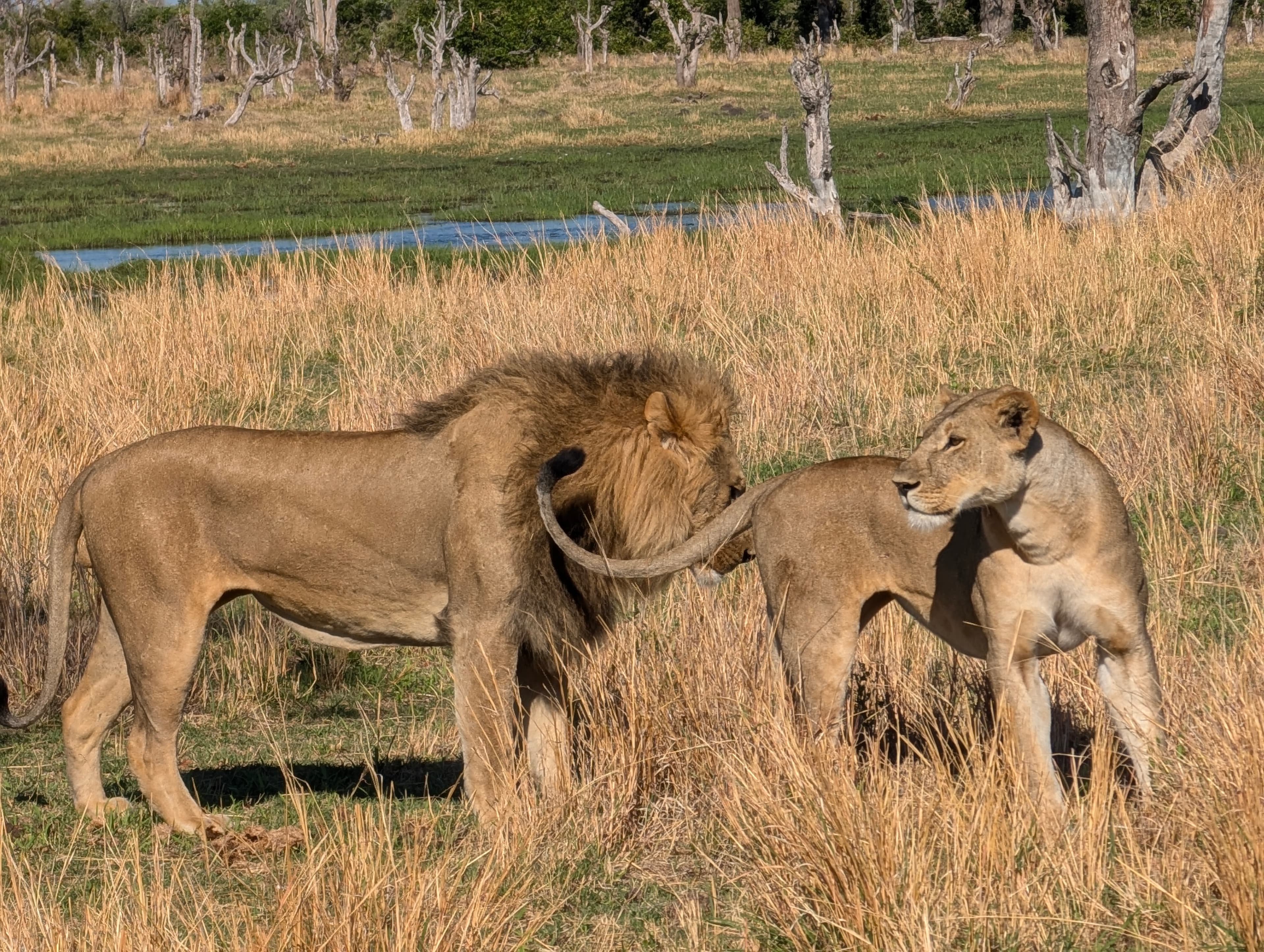 A lion in the Botswana bush — Savuti is prime lion country