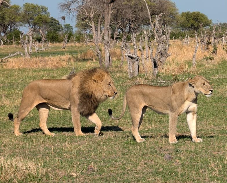 Two lions walking through the Botswana bush