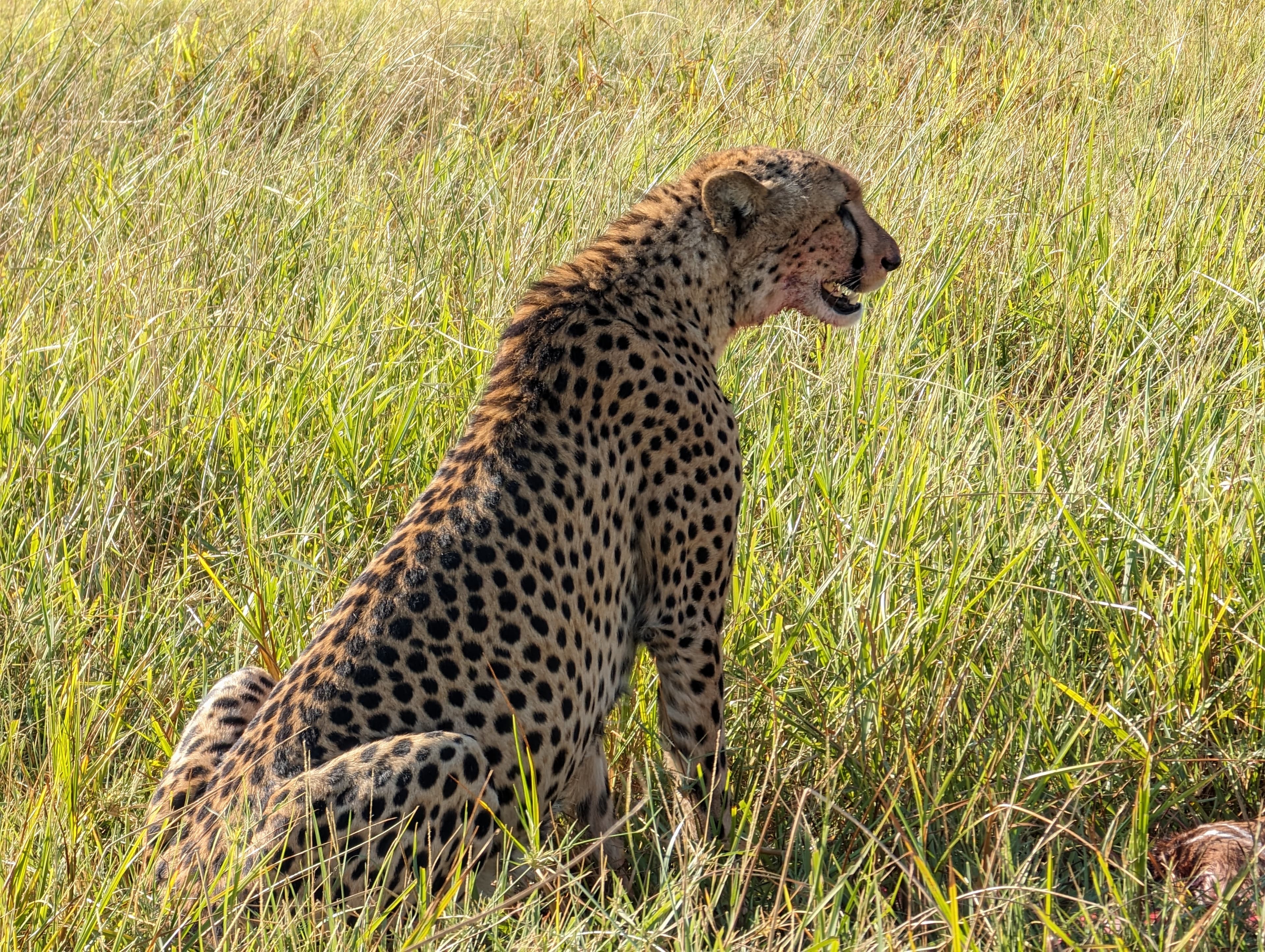 Cheetah standing alert on the open Botswana plains