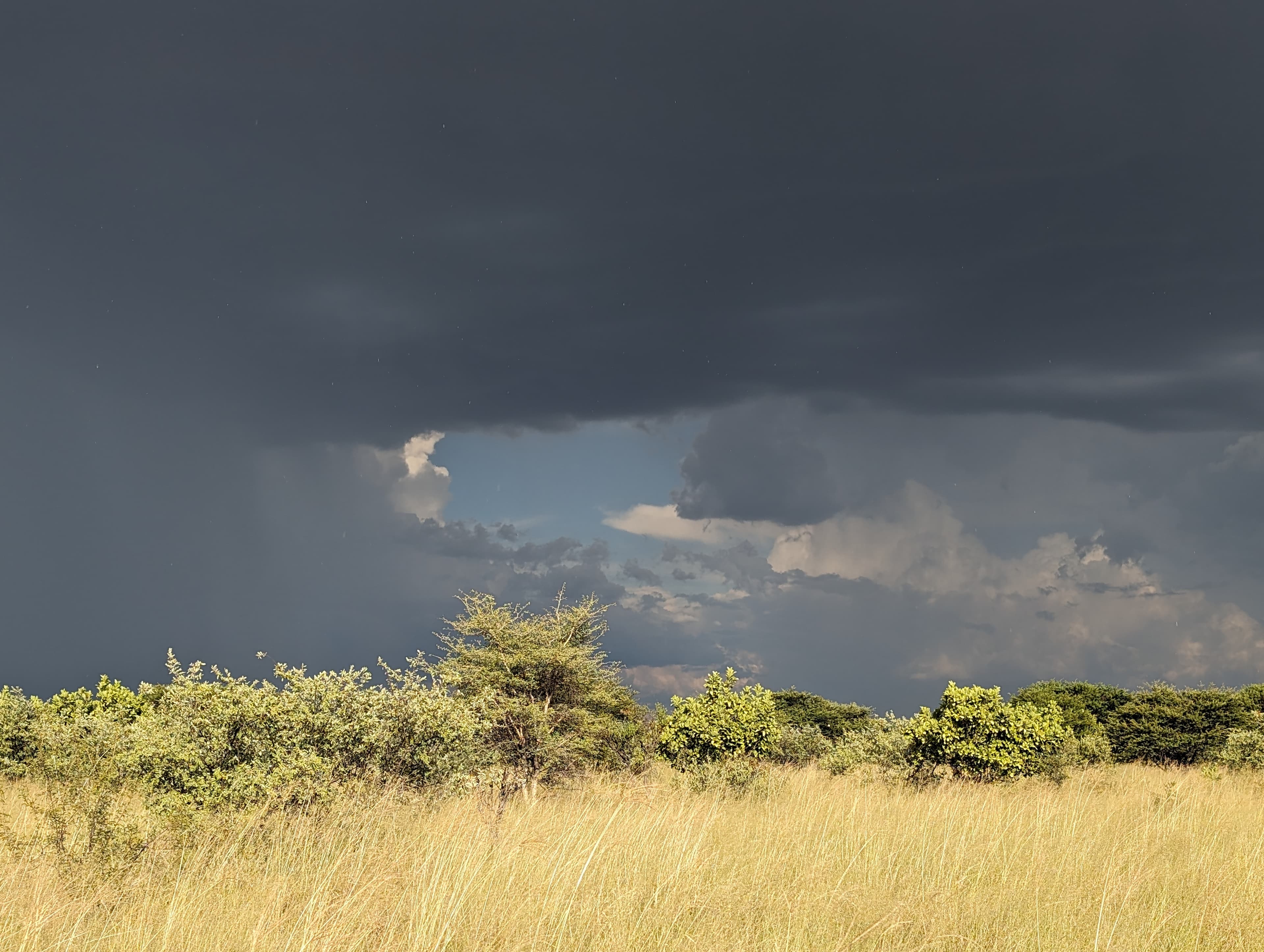 A mixed herd of zebras at sunset on the Botswana plains